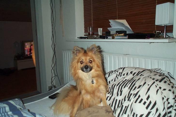 Blanding af racer Viggo billede 8