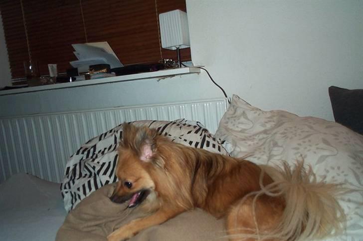 Blanding af racer Viggo - Viggos yndlings pude fra første dag han kom :-) billede 9