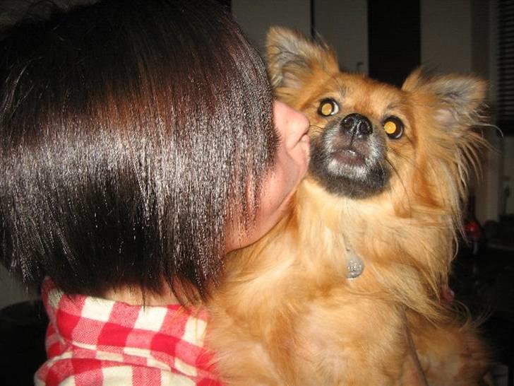 Blanding af racer Viggo - Ikke helt tilfreds ;-) billede 10