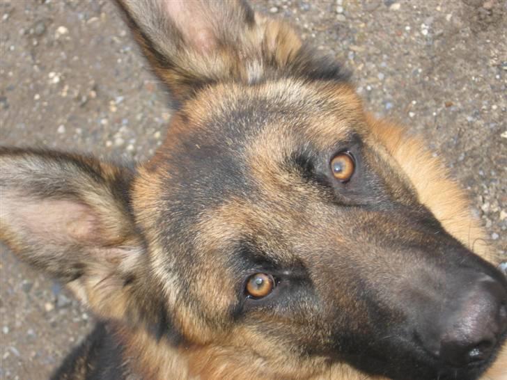 Schæferhund Rapi Nando billede 10