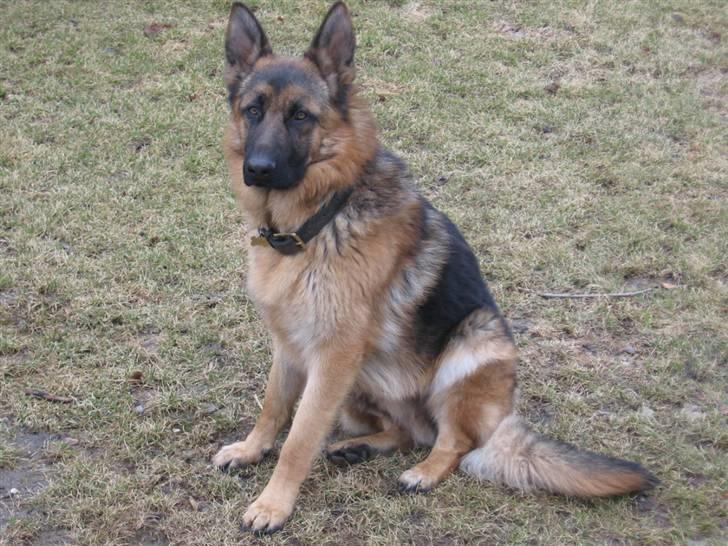 Schæferhund Rapi Nando billede 11