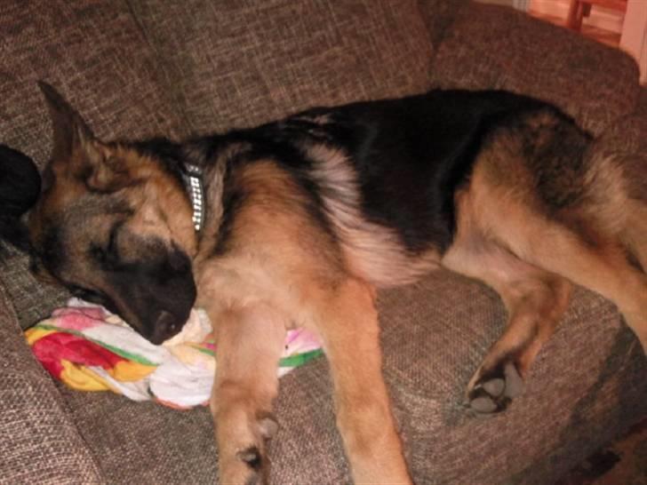 Schæferhund Rapi Nando billede 12