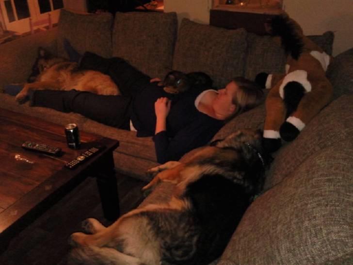 Schæferhund Rapi Nando billede 13