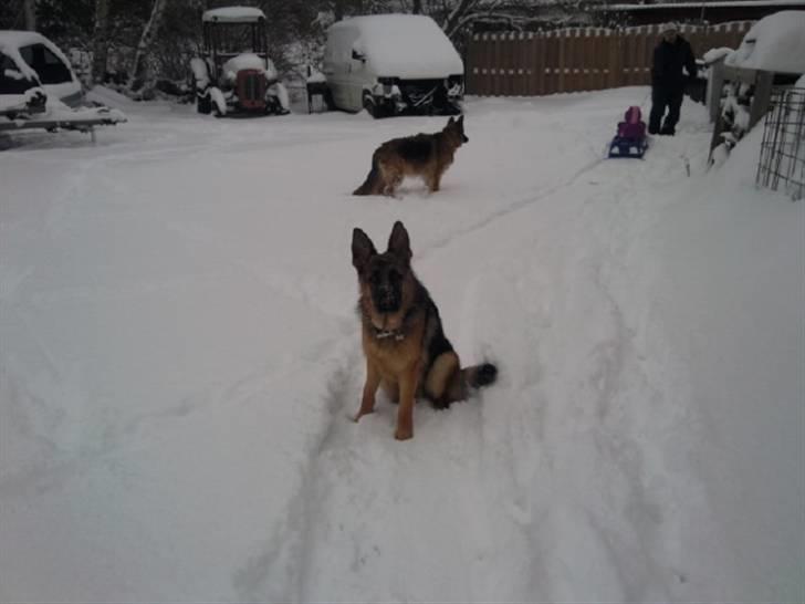 Schæferhund Rapi Nando billede 14
