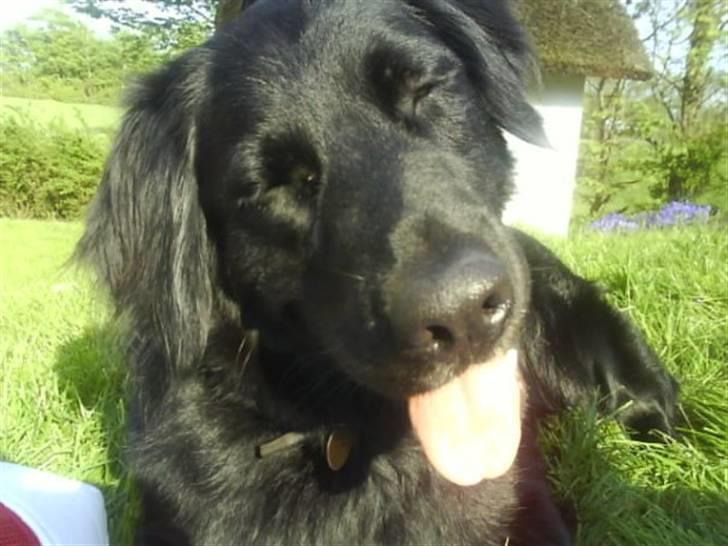 Blanding af racer Bobby billede 1