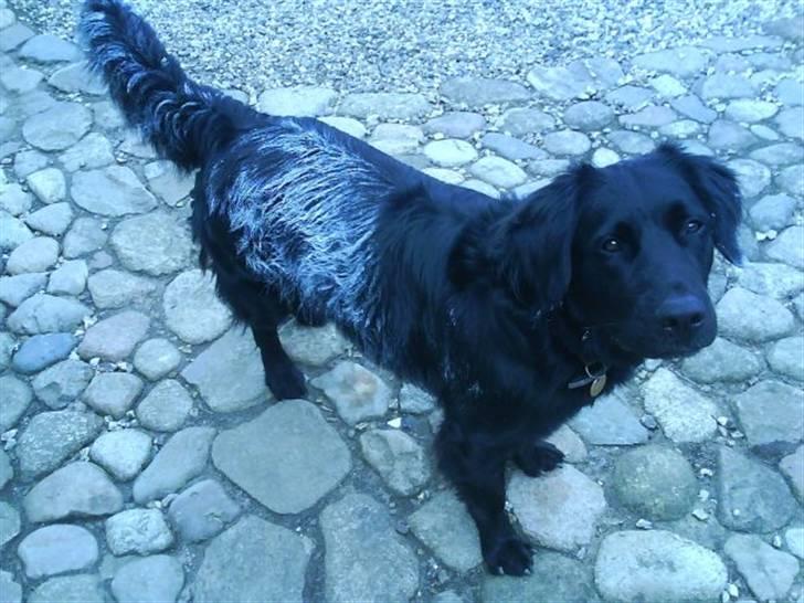 Blanding af racer Bobby - Bobby har her været så dygtig at sætte sig op af en nymalet væg. Dovenskab! billede 2