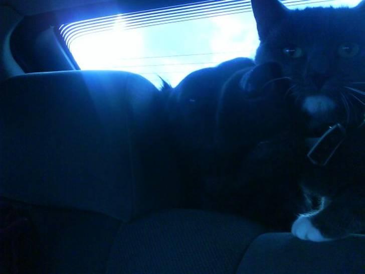 Blanding af racer Bobby billede 4