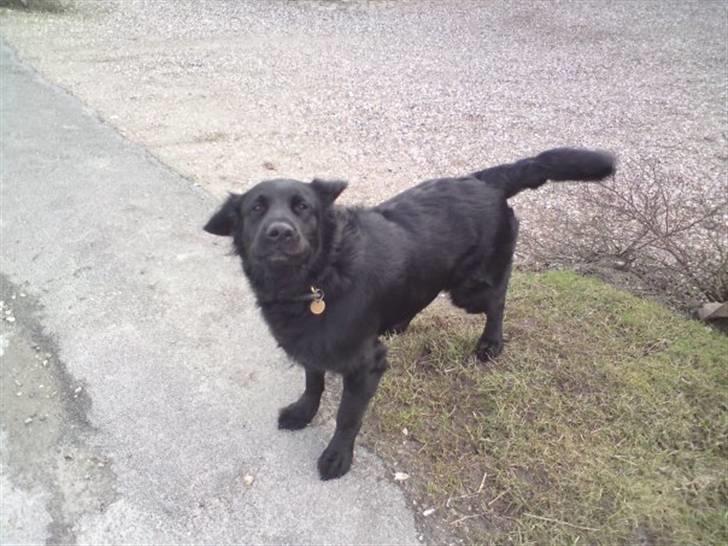 Blanding af racer Bobby billede 5