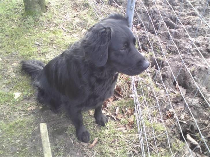 Blanding af racer Bobby billede 6