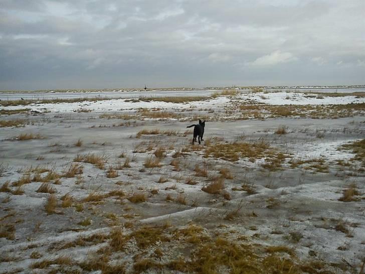 Labrador retriever Gismo - Min første gå tur på stranden :D billede 9