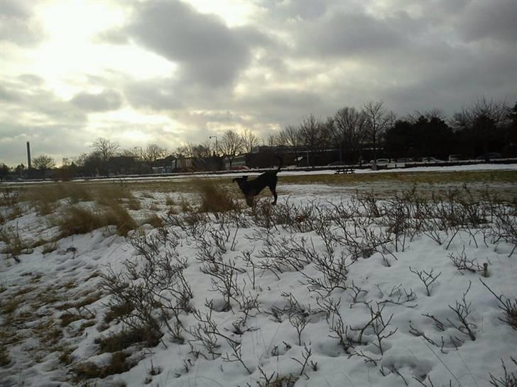 Labrador retriever Gismo billede 10