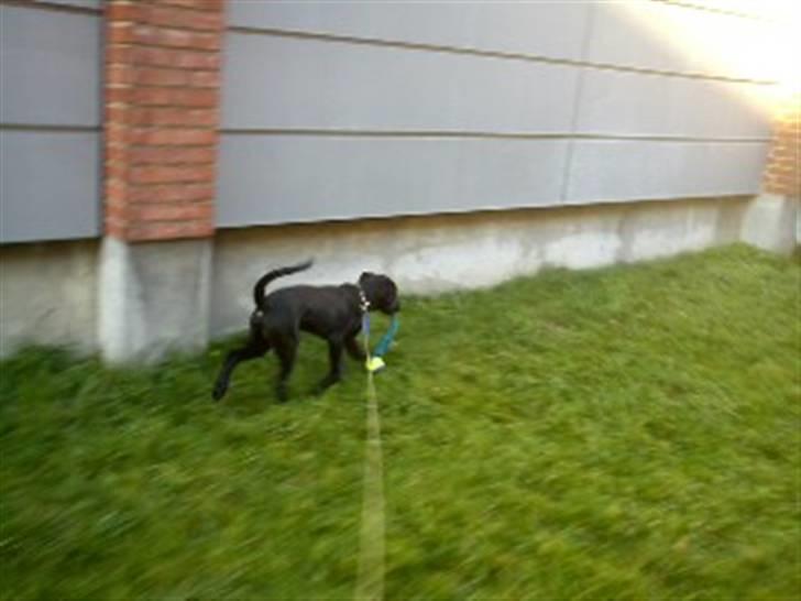 Labrador retriever Gismo - Tak for nyt legetøj :o* billede 11