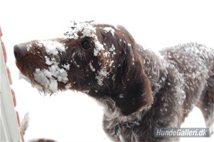 Ruhåret hønsehund Gibi<3 VBH! R.I.P!<3 billede 1