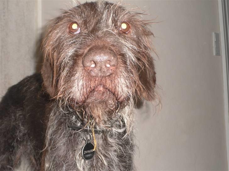 Ruhåret hønsehund Gibi<3 VBH! R.I.P!<3 billede 2