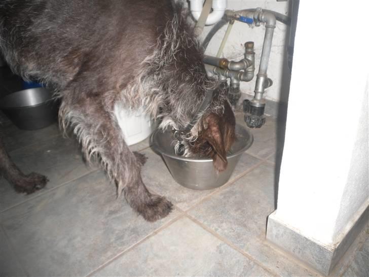 Ruhåret hønsehund Gibi<3 VBH! R.I.P!<3 billede 3