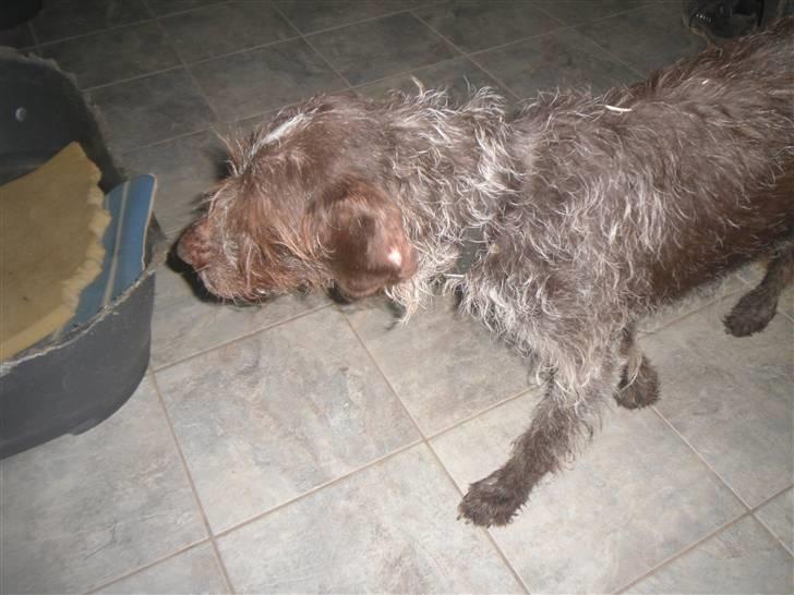 Ruhåret hønsehund Gibi<3 VBH! R.I.P!<3 billede 6