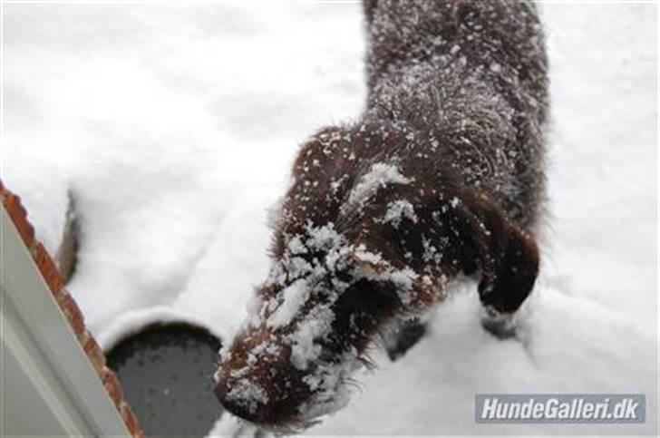 Ruhåret hønsehund Gibi<3 VBH! R.I.P!<3 billede 8