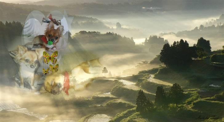 Chihuahua Zanni - Lige et billede jeg selv har lavet af prinsessen billede 14