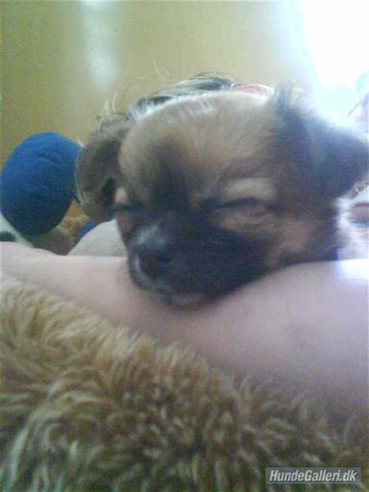 Chihuahua Zanni - Første dag prinsessen er hjemme billede 15