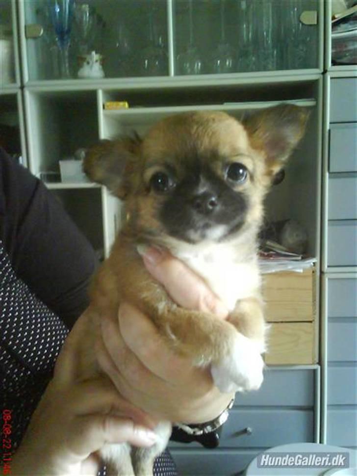 Chihuahua Zanni - Den dag jeg så prinsessen første gang billede 16