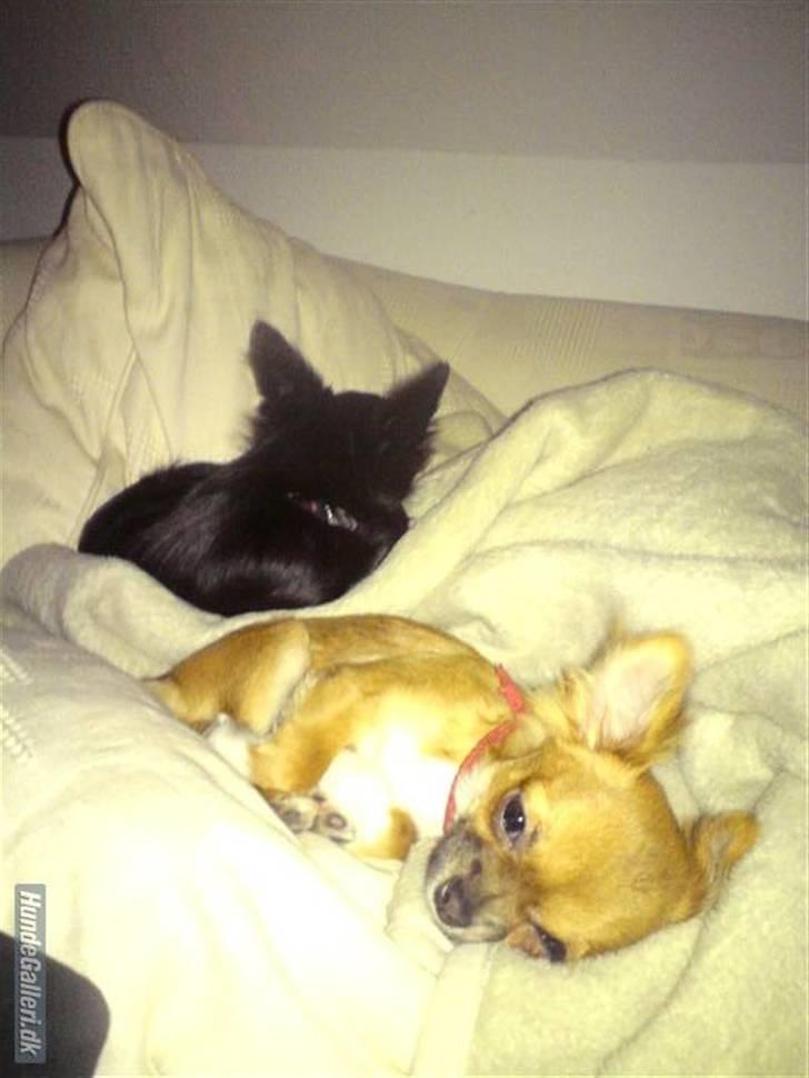 Chihuahua Zanni - Prinsessen med legekammeraten Tonser billede 17