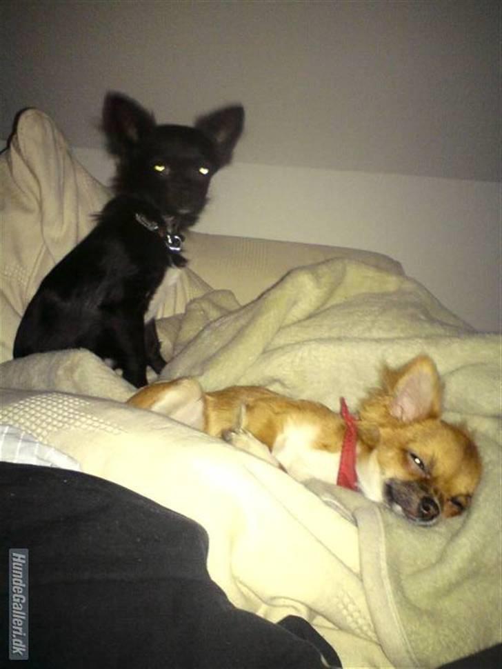 Chihuahua Zanni - Tonser holder vagt mens Prinsessen halv sover billede 18