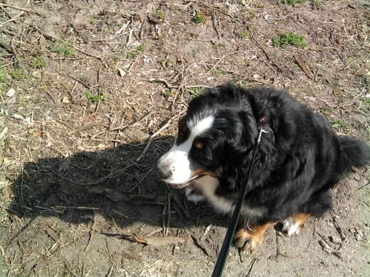 Berner sennenhund Euro Kensens Edna - på gå tur billede 2