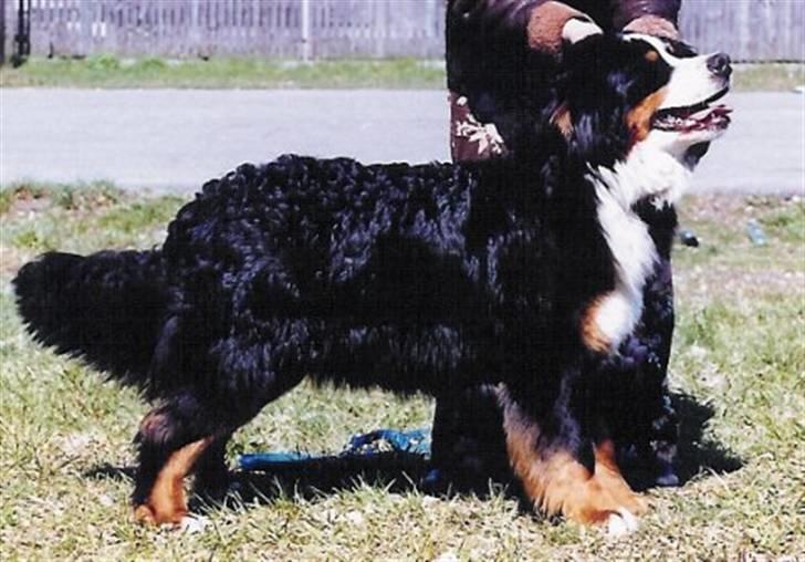 Berner sennenhund Euro Kensens Edna - Til udstilling:) billede 3