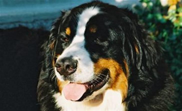Berner sennenhund Euro Kensens Edna billede 4