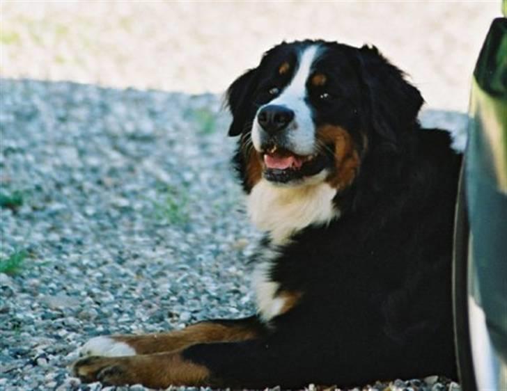 Berner sennenhund Euro Kensens Edna - ligger lige i skyggen:) billede 1