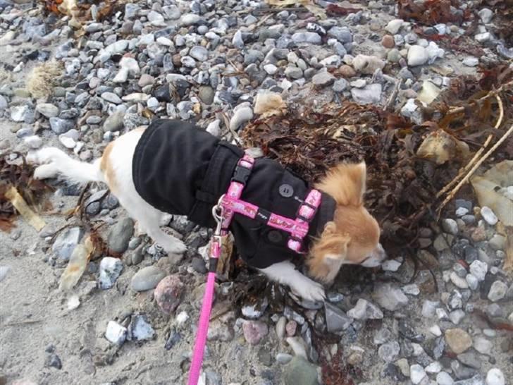 Chihuahua Luca billede 12