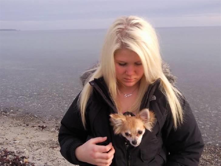 Chihuahua Luca billede 13