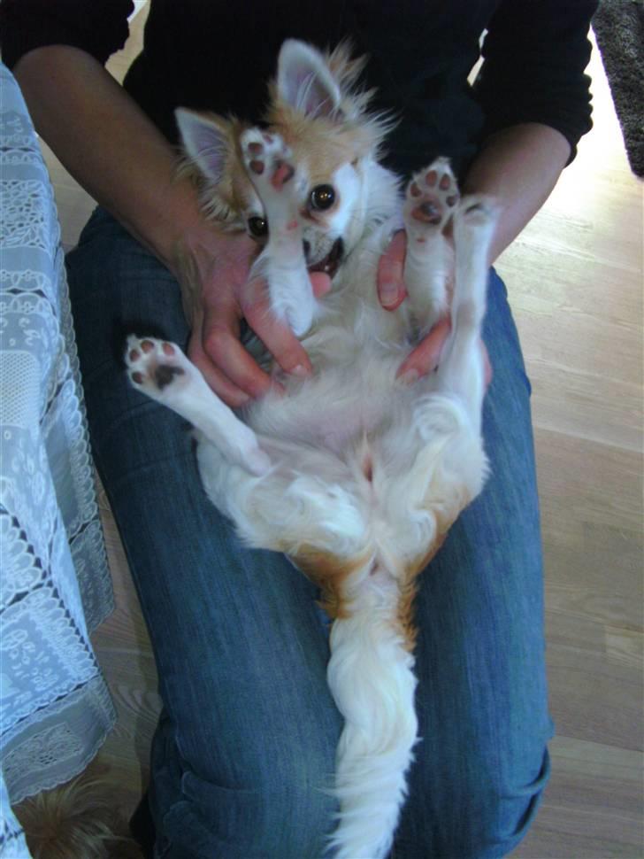 Chihuahua Luca billede 14