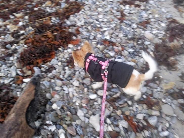 Chihuahua Luca billede 15