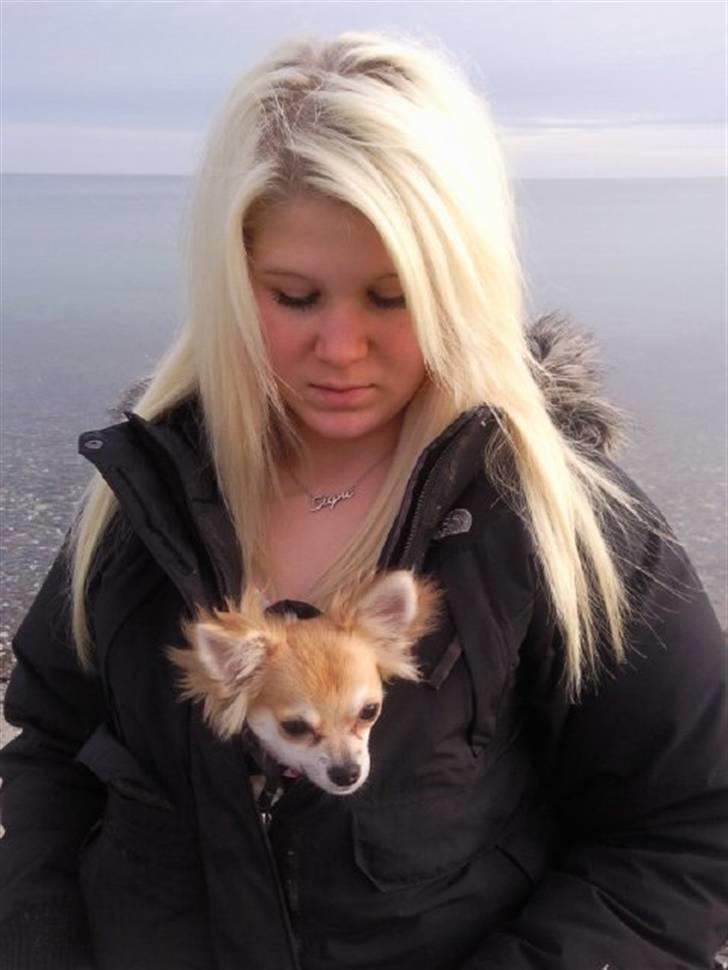 Chihuahua Luca billede 16