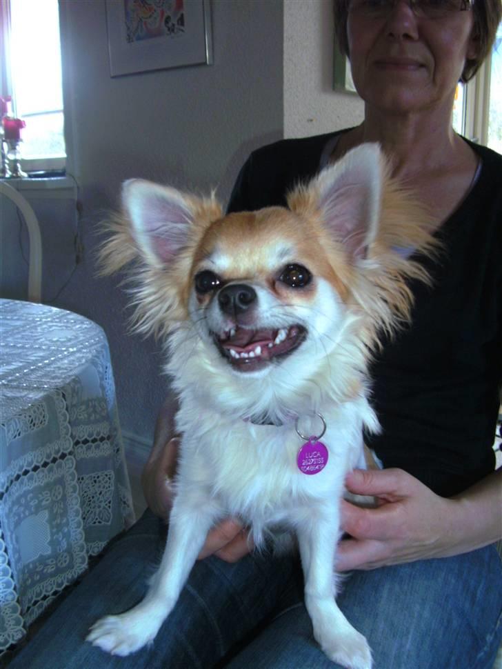 Chihuahua Luca billede 17