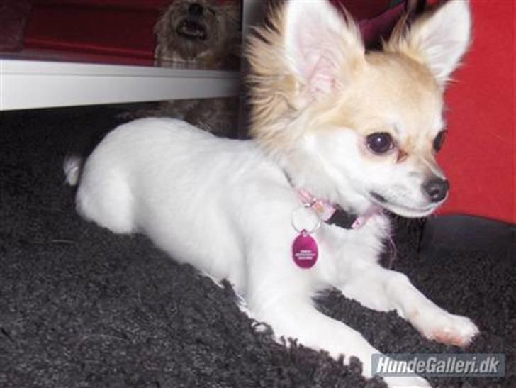 Chihuahua Luca billede 18