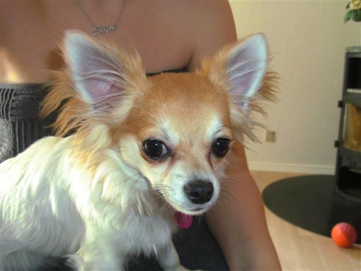 Chihuahua Luca billede 19