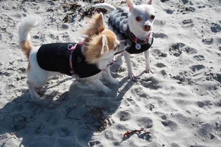 Chihuahua Luca billede 20