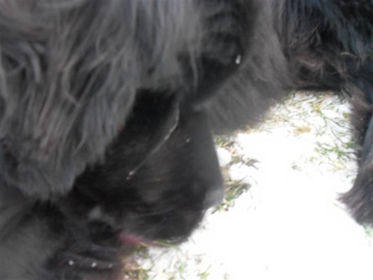 Newfoundlænder Papaya - Vinter 2010 billede 8