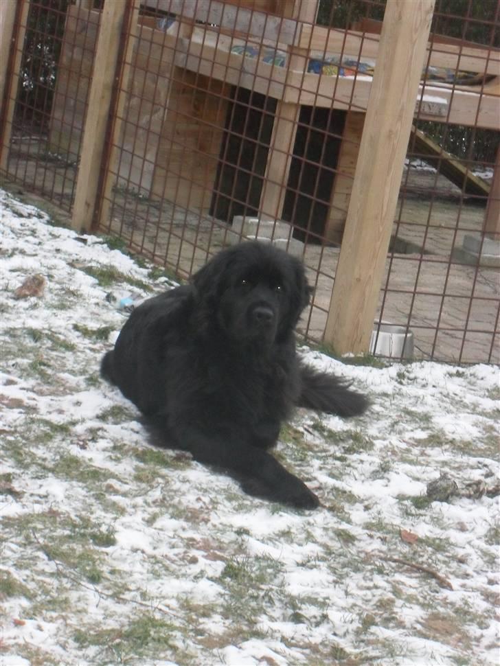 Newfoundlænder Papaya - vinter 2010 billede 9