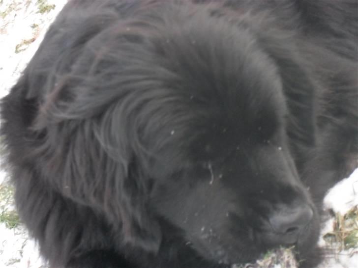 Newfoundlænder Papaya - vinter 2010 billede 10