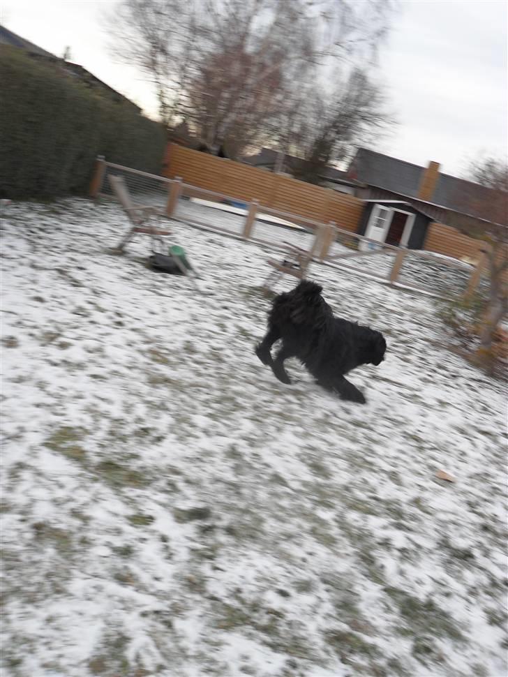 Newfoundlænder Papaya - vinter 2010 billede 11