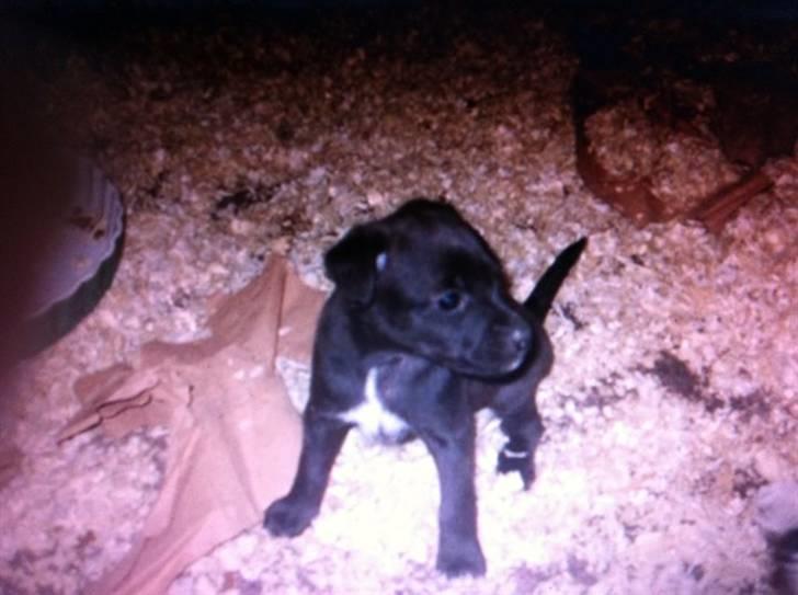 Blanding af racer Lady - En lille vaks pige :) billede 1