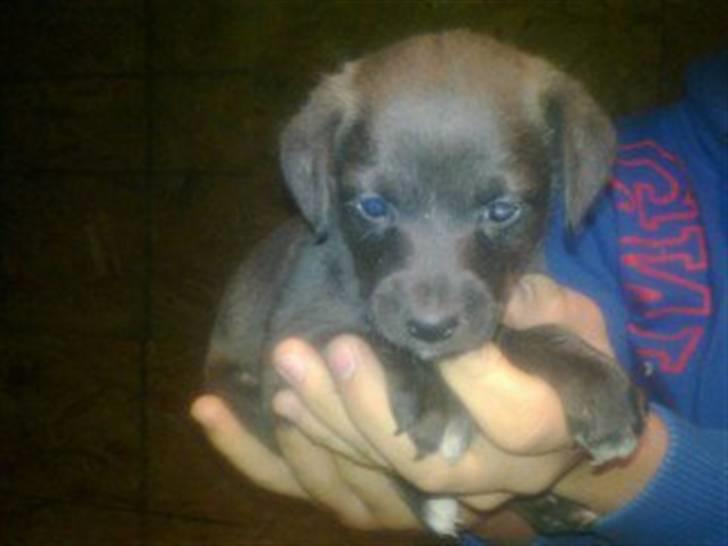 Blanding af racer Lady - Lady inden vi fik hende. billede 2