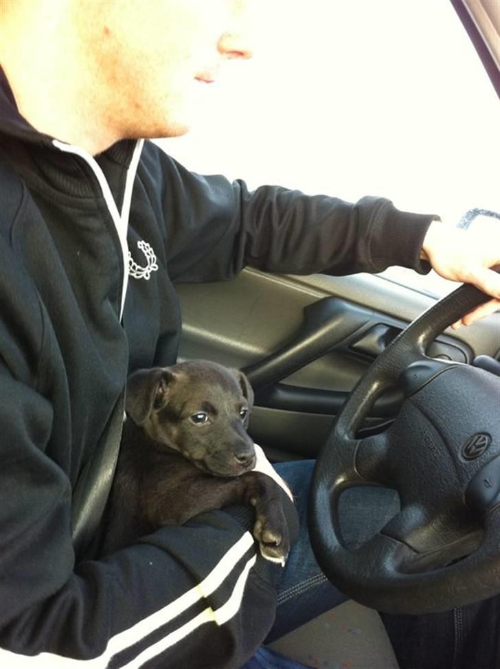 Blanding af racer Lady - Far er nr. 1 så hjælper da lige med at køre bil. billede 3