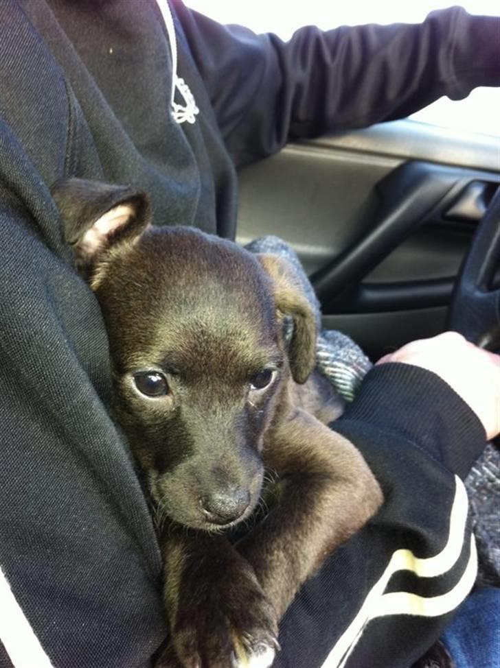 Blanding af racer Lady billede 4