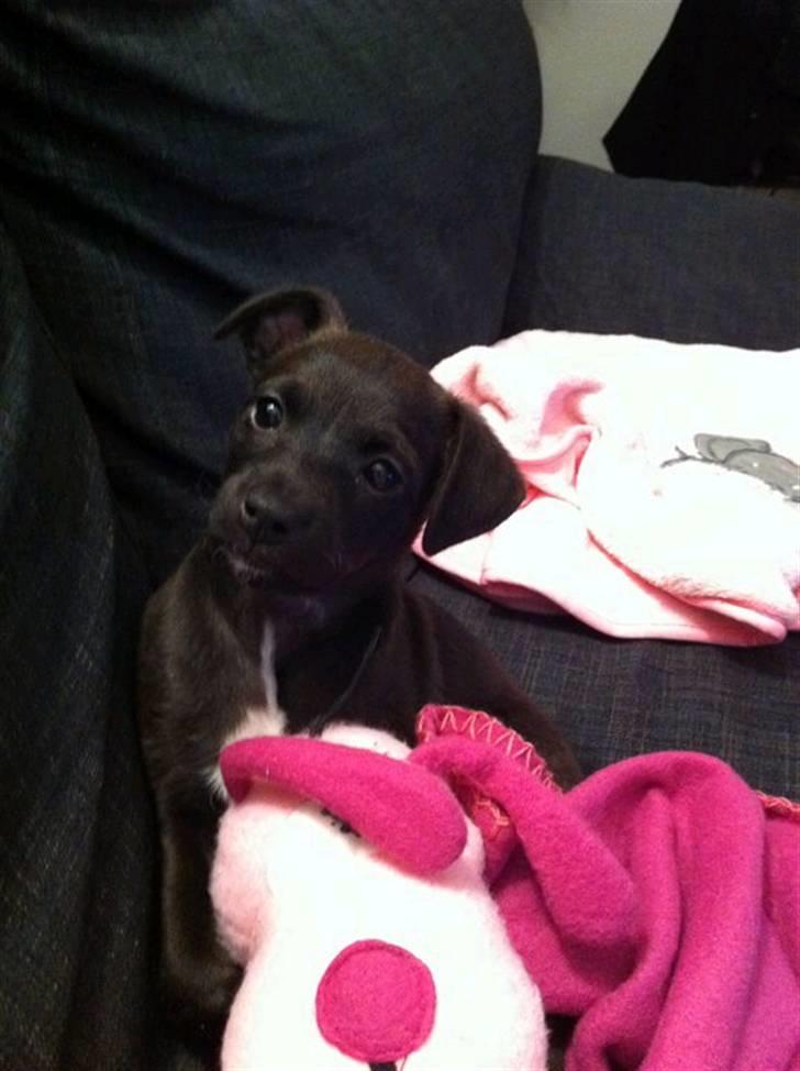 Blanding af racer Lady billede 5