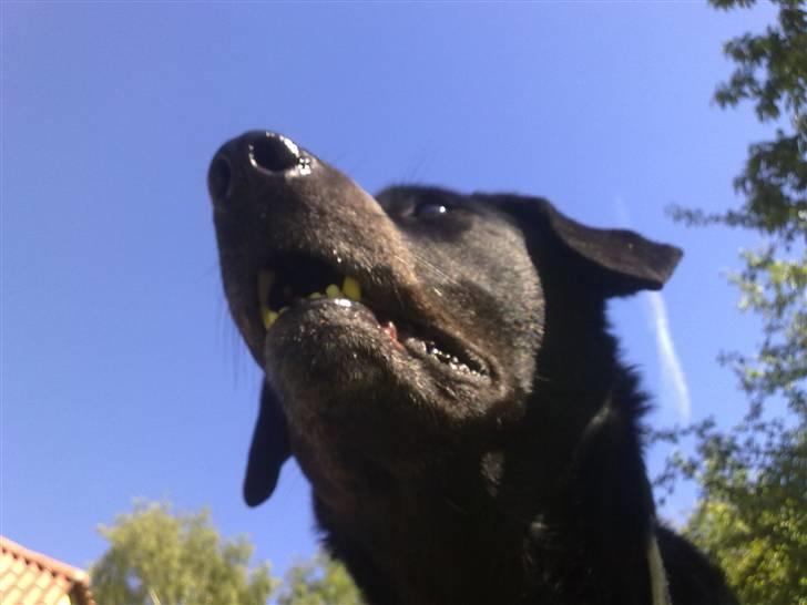 Labrador retriever Trine <3  - ouer frindship is more than 10000000 words <3 billede 1