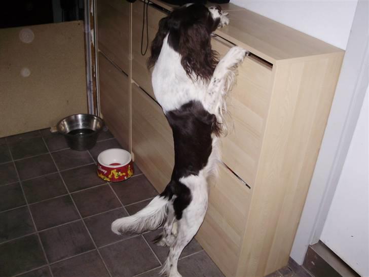 Field Trial spaniel Sally billede 5